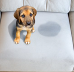 pet-stain-couch pet-stain-couch